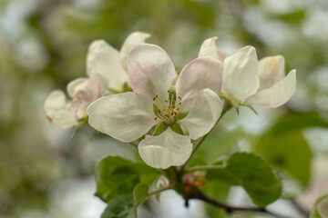 a beautiful big white apple blossom in the middle