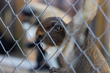 The De Brazza's monkey (Cercopithecus neglectus) is an Old World monkey endemic to the wetlands of central Africa. De Brazza's monkey (Cercopithecus neglectus) at the zoo.