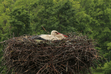 stork sleeps in a nest in the rain,
