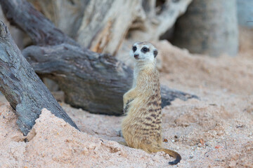 Fototapeta premium Single meerkat watching as a guard