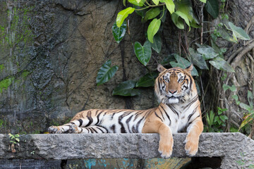 Fototapeta na wymiar Indochinese Tiger resting on a stone bridge in front of waterfall