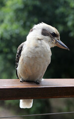 A closeup of a famous Australian Kookaburra bird in natural bush setting