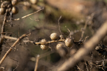 大豆の根粒のクローズアップ