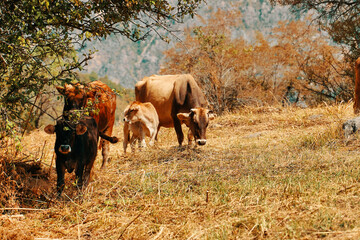 Naklejka na ściany i meble Herd of cows. Crowd of cows on the pasture. Autumn mountain landscape with cows, bulls and calves. Domestic farm animals.