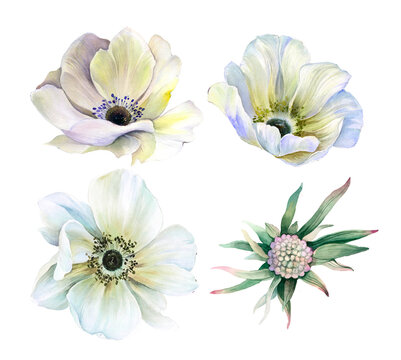 Flowers watercolor illustration. Manual composition. Big Set watercolor elements.