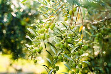 Olive Tree Leaves Closeup Green Eco Healthy Product Background
