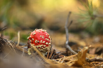 Poisonous mushroom flies, red with white dots, walk in the autumn forest