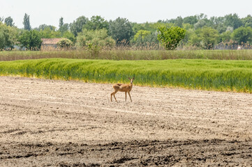 Fototapeta premium View on a roe deer on a field