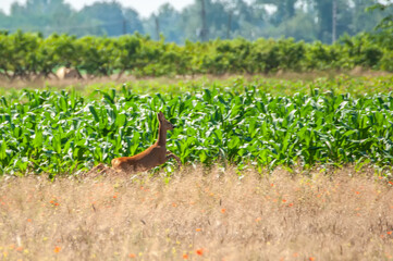 View on a roe deer in a wheat field