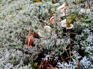 flowers in the forest