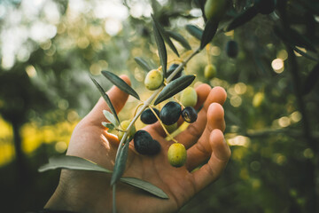 Green and black olives on the branch tree, hand picking 