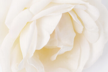 Lovely pink rose close up, macro photo