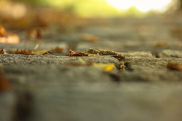 Fallen leaves on grey paving stone asphalt, blurred abstract autumn background
