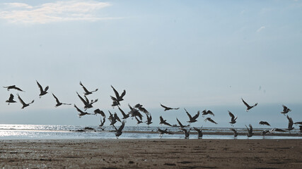 landscape with sea and flying birds