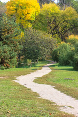 Green quince ripens on a tree branch in the autumn garden, harvest