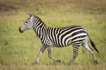 Fototapeta na wymiar Adult zebra running on green grass in Masai Mara in Kenya