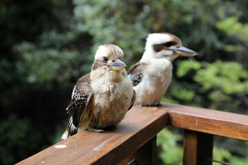 A closeup of a famous Australian Kookaburra bird in natural bush setting