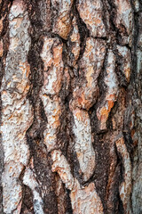 Closeup of rough red bark on a pine tree trunk outdoors.