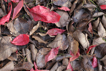 leaves in the autumn