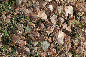 close up of leaves