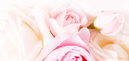 Lovely pink rose close up, macro photo