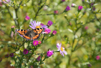 Beautiful butterfly ( Aglais urticae.Nymphalidae)  hives on autumn flowers.Beautiful butterfly hives on autumn flowers. A place for a copy space .Horizontal orientation