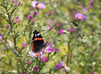 Beautiful day butterfly  Admiral ( Vanessa atlanta. Nymphalidae)for autumn flowering lavender plants.A place for a copy space .Horizontal orientation
