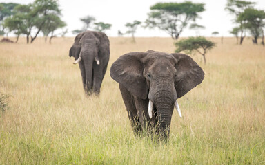 Two elephants walking in line in tall grass in Serengeti in Tanzania