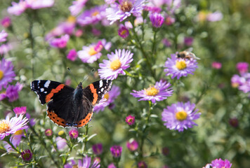 Beautiful  butterfly Admiral ( Vanessa atlanta. Nymphalidae) on autumn flowers. Place to copy space.
