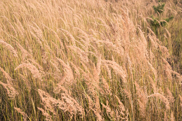 Field with yellowed autumn grass.A place for a space mine.Horizontal orientation