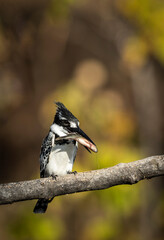 Pied kingfisher sitting on a tree branch with fish in its beak in Chobe River in Botswana
