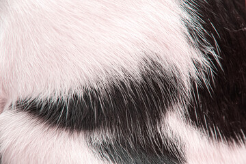 Cat fur white and black texture line patterns abstract background © Amphawan