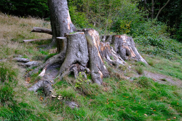Gefällte Bäume am am Hang