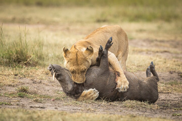 Female lioness tackling an adult warthog in Masai Mara in Kenya