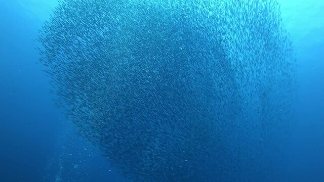 Little fishes bait ball and a little tuna shoal chasing them.  Scuba diving in Majorca Spain 