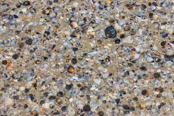Background of the sea shells