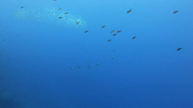 Little tuna fishes chasing a sardines bait ball 