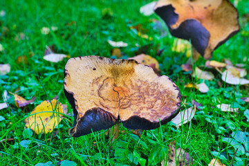 mushrooms in the grass