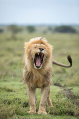 Vertical portrait of a male lion yawning in Ndutu in Tanzania