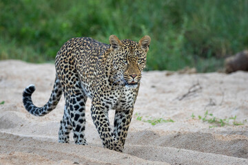 Adult male leopard walking in sandy riverbed in Kruger Park in South Africa