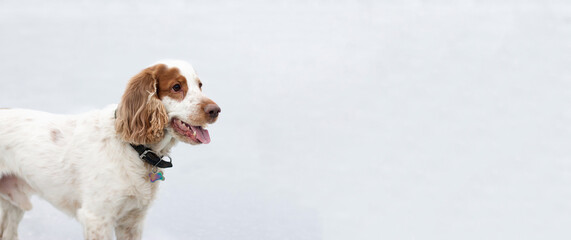 Russian spaniel on snow in winter. Close-up portrait with  copy space	