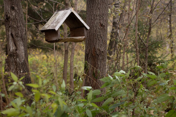 wooden bird house and feeder for squirrels and birds in summer forest