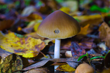 mushroom in autumn forest