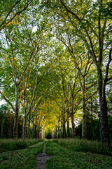 Fototapeta premium alley in the park