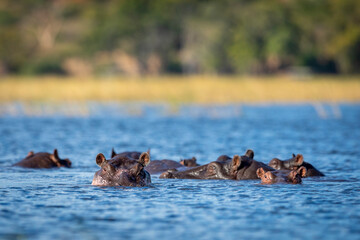 Hippo pod in water in Chobe River in Botswana