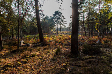 Obraz premium autumn in the forest