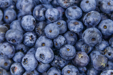 Background of the fresh blueberries
