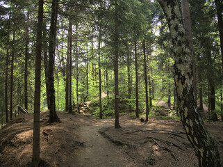 footpath in the woods
