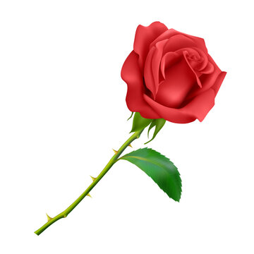 Beautiful Red rose on long stem with leaf and thorns isolated on white background, photo realistic vector illustration.