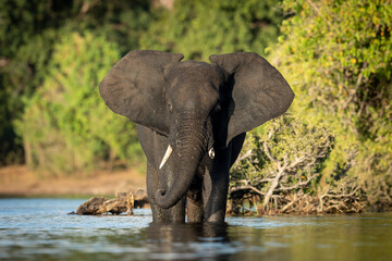 Female elephant standing in water at sunset in Chobe River in Botswana